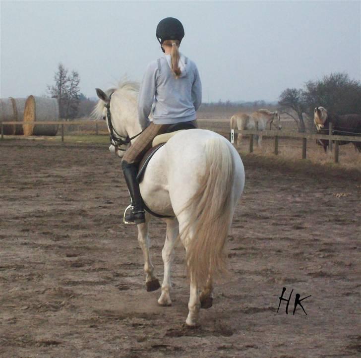 Dressurundervisning - Ridning af Goldy- Foldbilleder- Uggerhalne rideklub.- billede 112