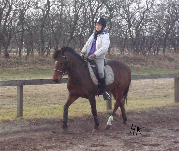 Dressurundervisning - Ridning af Goldy- Foldbilleder- Uggerhalne rideklub.- billede 114