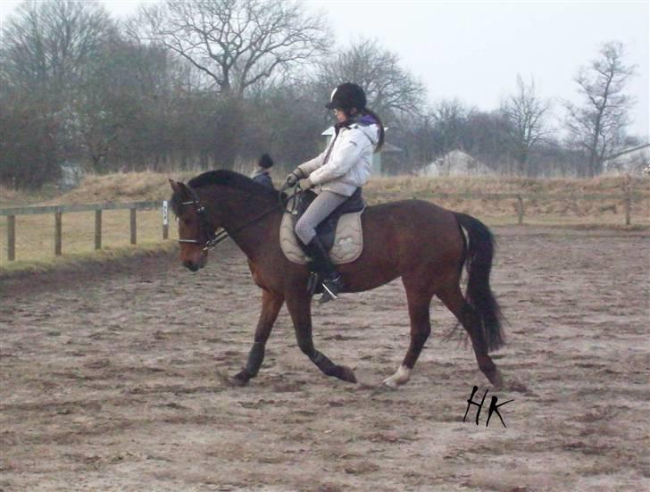 Dressurundervisning - Ridning af Goldy- Foldbilleder- Uggerhalne rideklub.- billede 115