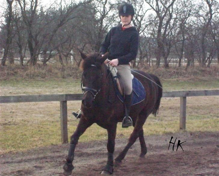 Dressurundervisning - Ridning af Goldy- Foldbilleder- Uggerhalne rideklub.- billede 116