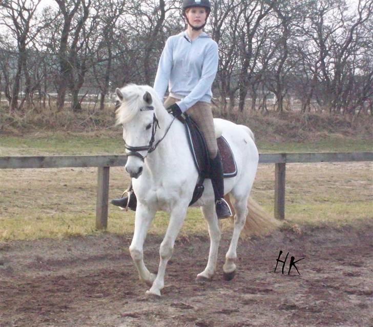 Dressurundervisning - Ridning af Goldy- Foldbilleder- Uggerhalne rideklub.- billede 117