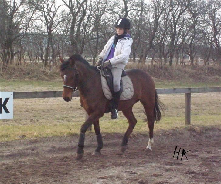 Dressurundervisning - Ridning af Goldy- Foldbilleder- Uggerhalne rideklub.- billede 118