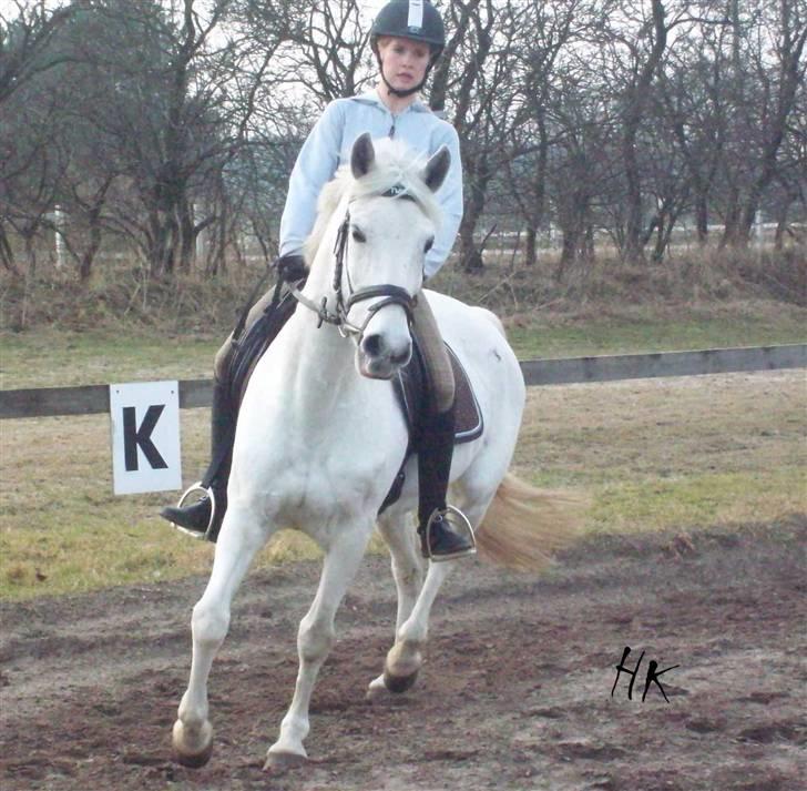 Dressurundervisning - Ridning af Goldy- Foldbilleder- Uggerhalne rideklub.- billede 119