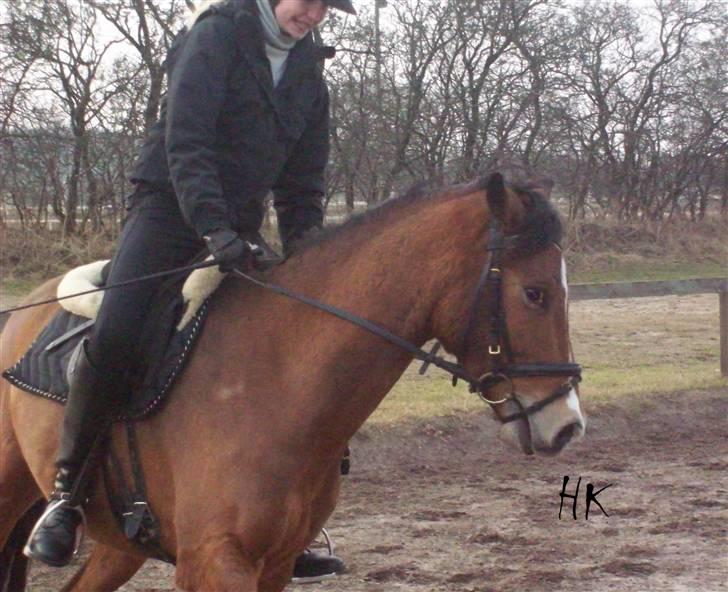 Dressurundervisning - Ridning af Goldy- Foldbilleder- Uggerhalne rideklub.- billede 120