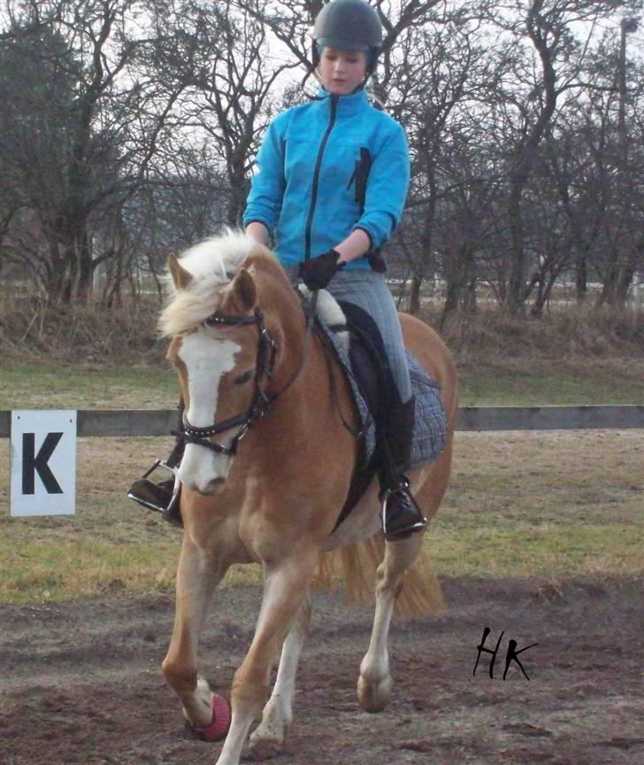 Dressurundervisning - Ridning af Goldy- Foldbilleder- Uggerhalne rideklub.- billede 121