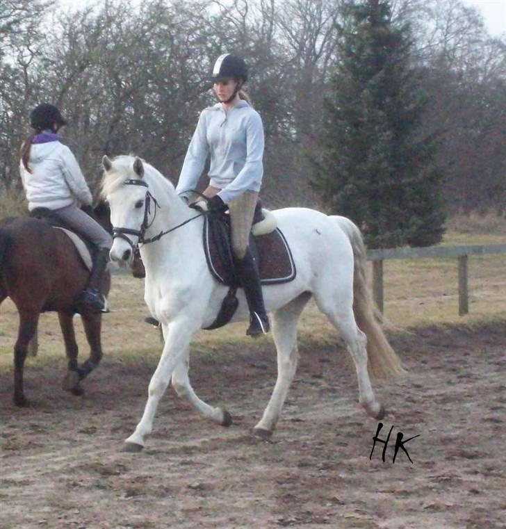 Dressurundervisning - Ridning af Goldy- Foldbilleder- Uggerhalne rideklub.- billede 123