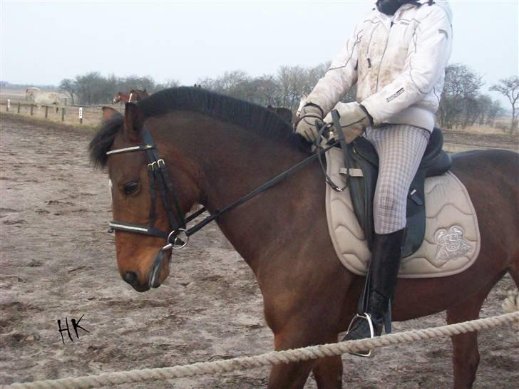 Dressurundervisning - Ridning af Goldy- Foldbilleder- Uggerhalne rideklub.- billede 124