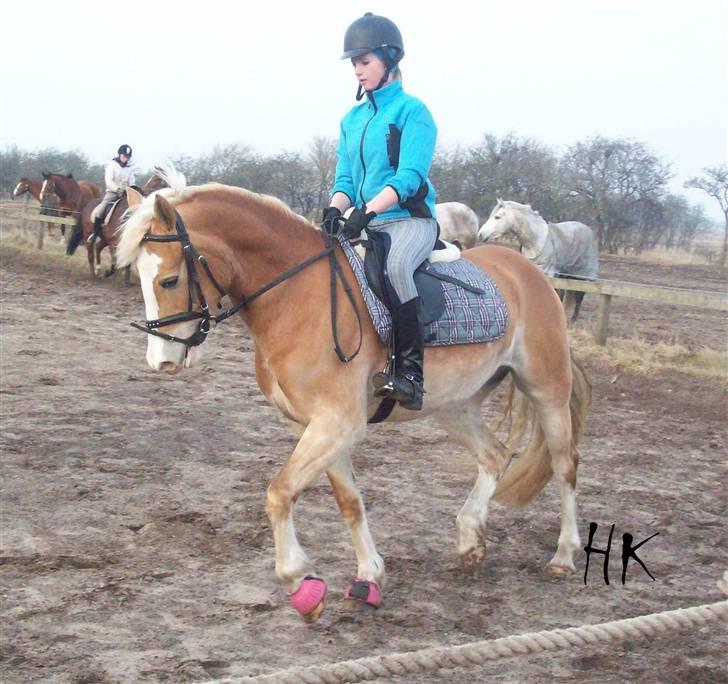 Dressurundervisning - Ridning af Goldy- Foldbilleder- Uggerhalne rideklub.- billede 125