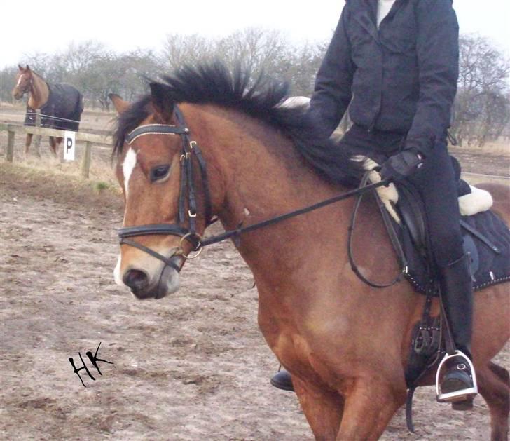 Dressurundervisning - Ridning af Goldy- Foldbilleder- Uggerhalne rideklub.- billede 126