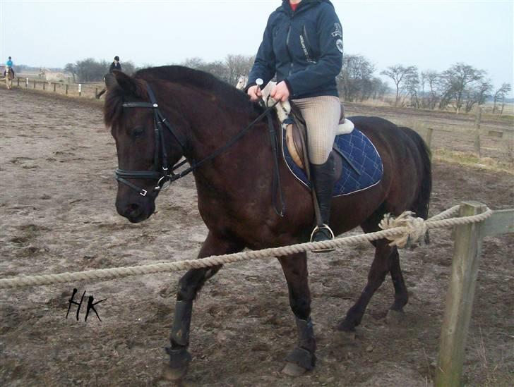 Dressurundervisning - Ridning af Goldy- Foldbilleder- Uggerhalne rideklub.- billede 127