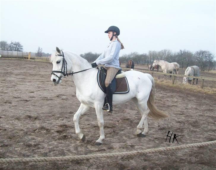 Dressurundervisning - Ridning af Goldy- Foldbilleder- Uggerhalne rideklub.- billede 128