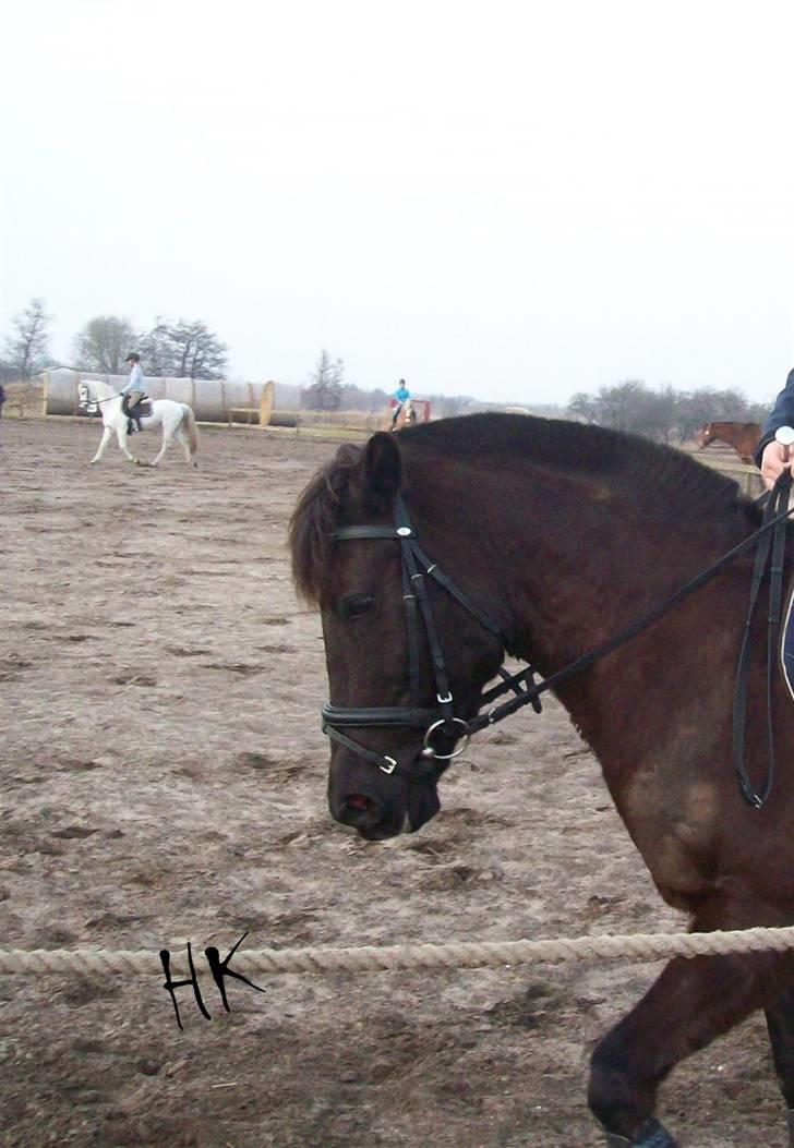 Dressurundervisning - Ridning af Goldy- Foldbilleder- Uggerhalne rideklub.- billede 131