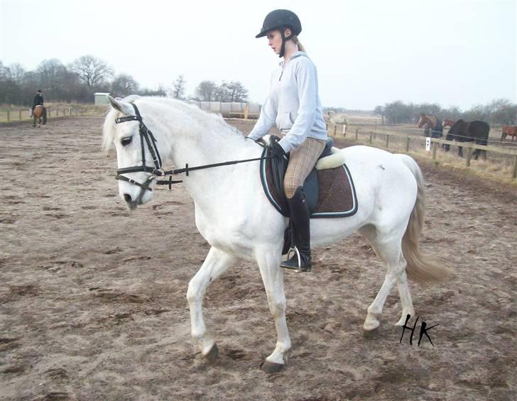 Dressurundervisning - Ridning af Goldy- Foldbilleder- Uggerhalne rideklub.- billede 133