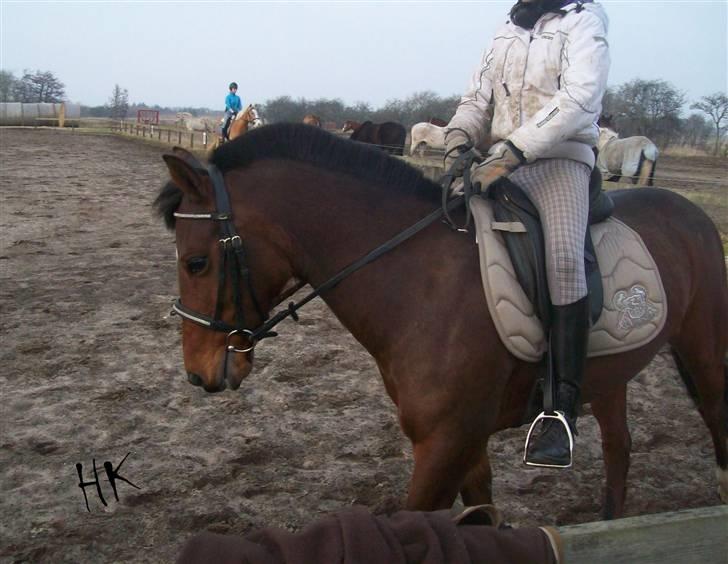 Dressurundervisning - Ridning af Goldy- Foldbilleder- Uggerhalne rideklub.- billede 135