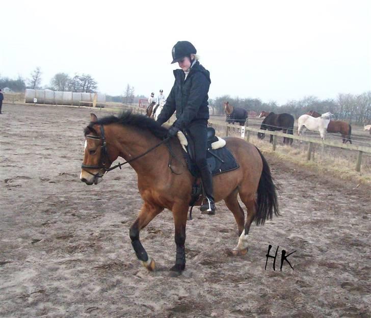 Dressurundervisning - Ridning af Goldy- Foldbilleder- Uggerhalne rideklub.- billede 136