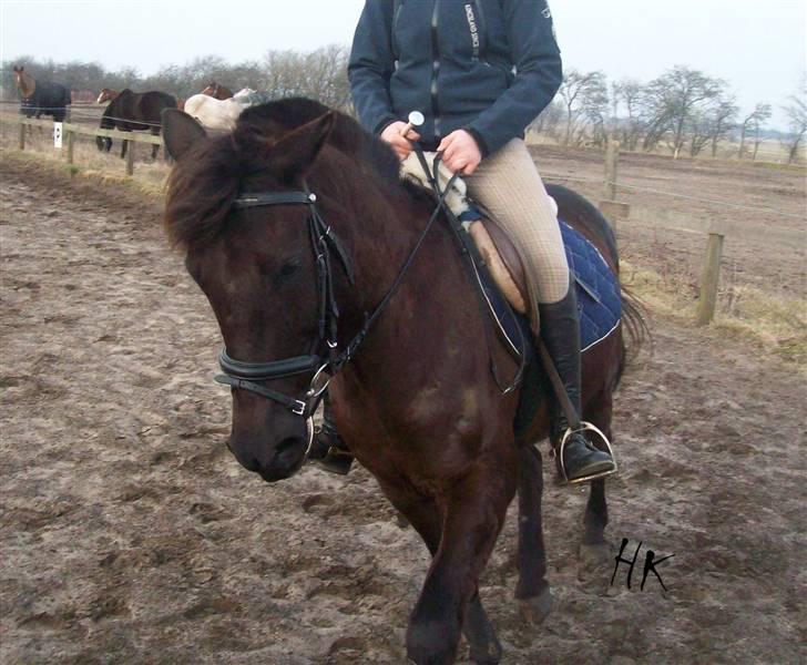 Dressurundervisning - Ridning af Goldy- Foldbilleder- Uggerhalne rideklub.- billede 137
