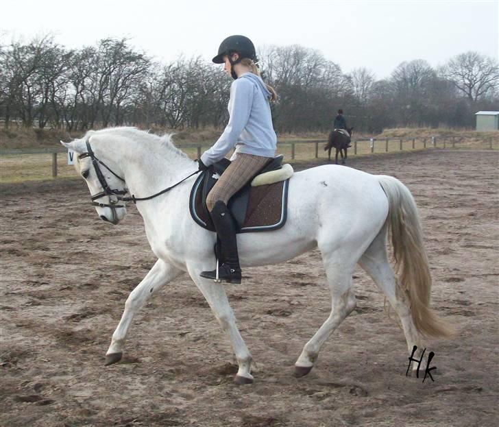 Dressurundervisning - Ridning af Goldy- Foldbilleder- Uggerhalne rideklub.- billede 138