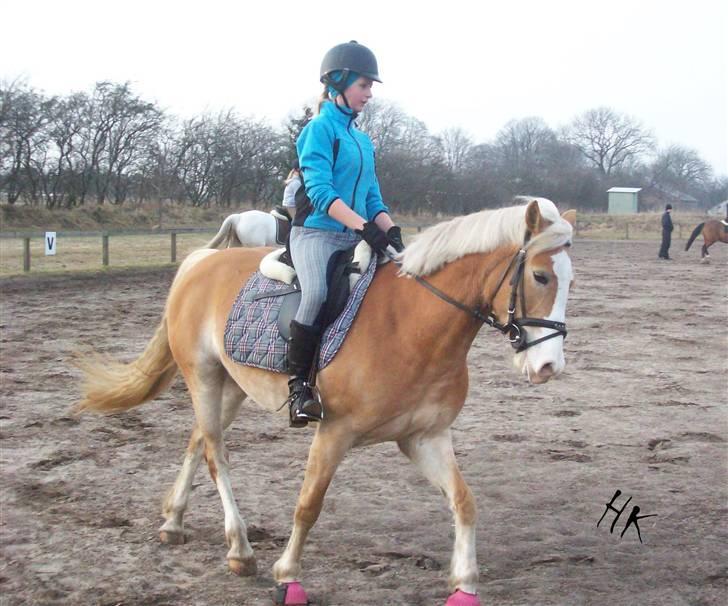 Dressurundervisning - Ridning af Goldy- Foldbilleder- Uggerhalne rideklub.- billede 140