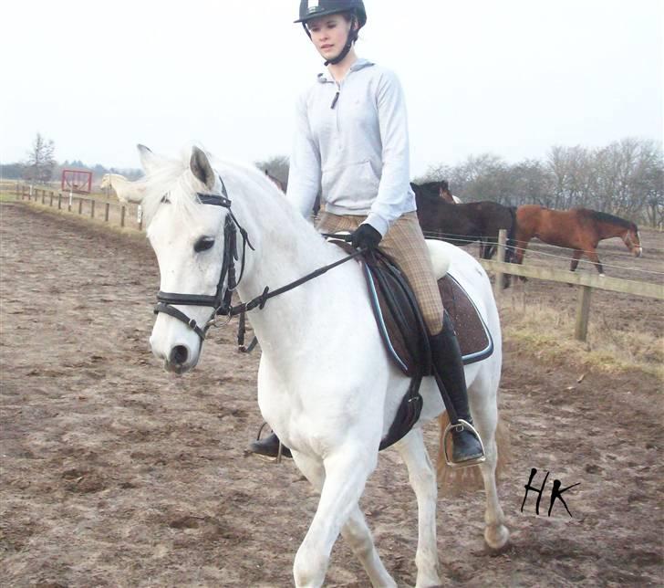 Dressurundervisning - Ridning af Goldy- Foldbilleder- Uggerhalne rideklub.- billede 141