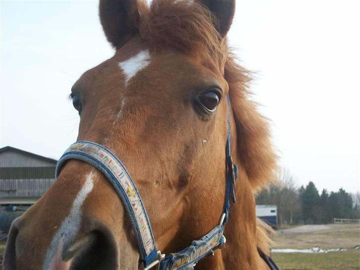 Dressurundervisning - Ridning af Goldy- Foldbilleder- Uggerhalne rideklub.- billede 143