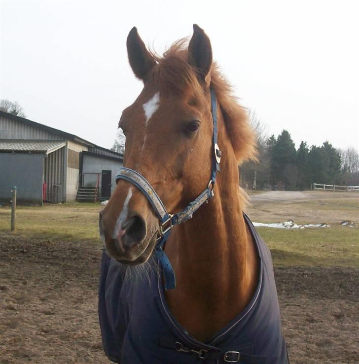 Dressurundervisning - Ridning af Goldy- Foldbilleder- Uggerhalne rideklub.- billede 144