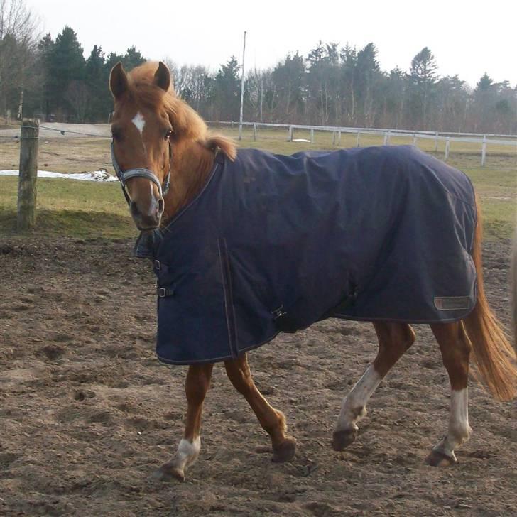 Dressurundervisning - Ridning af Goldy- Foldbilleder- Uggerhalne rideklub.- billede 145