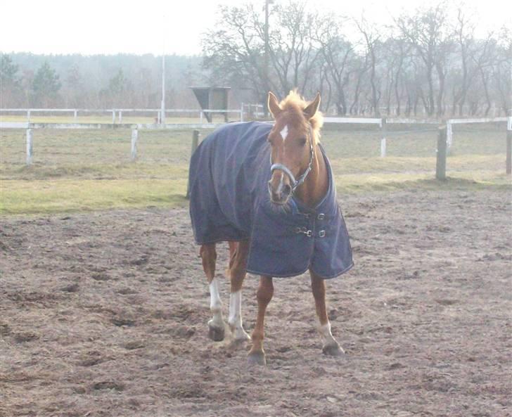 Dressurundervisning - Ridning af Goldy- Foldbilleder- Uggerhalne rideklub.- billede 146