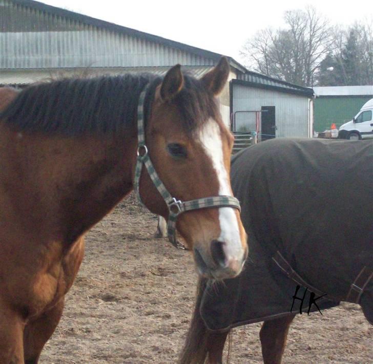 Dressurundervisning - Ridning af Goldy- Foldbilleder- Uggerhalne rideklub.- billede 147