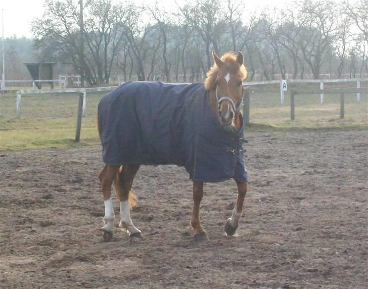 Dressurundervisning - Ridning af Goldy- Foldbilleder- Uggerhalne rideklub.- billede 148