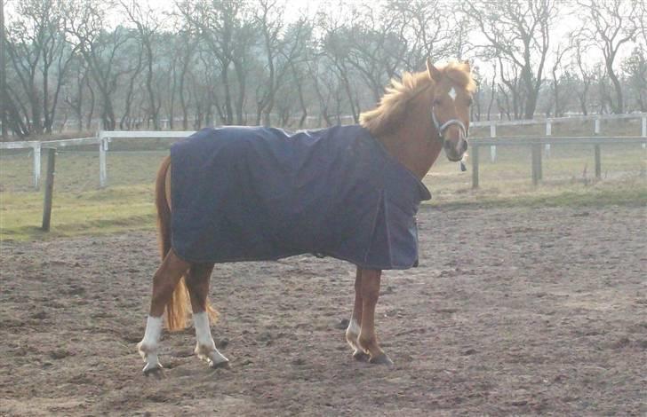 Dressurundervisning - Ridning af Goldy- Foldbilleder- Uggerhalne rideklub.- billede 149