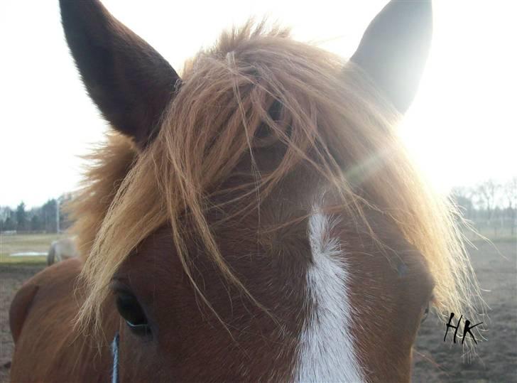 Dressurundervisning - Ridning af Goldy- Foldbilleder- Uggerhalne rideklub.- billede 150