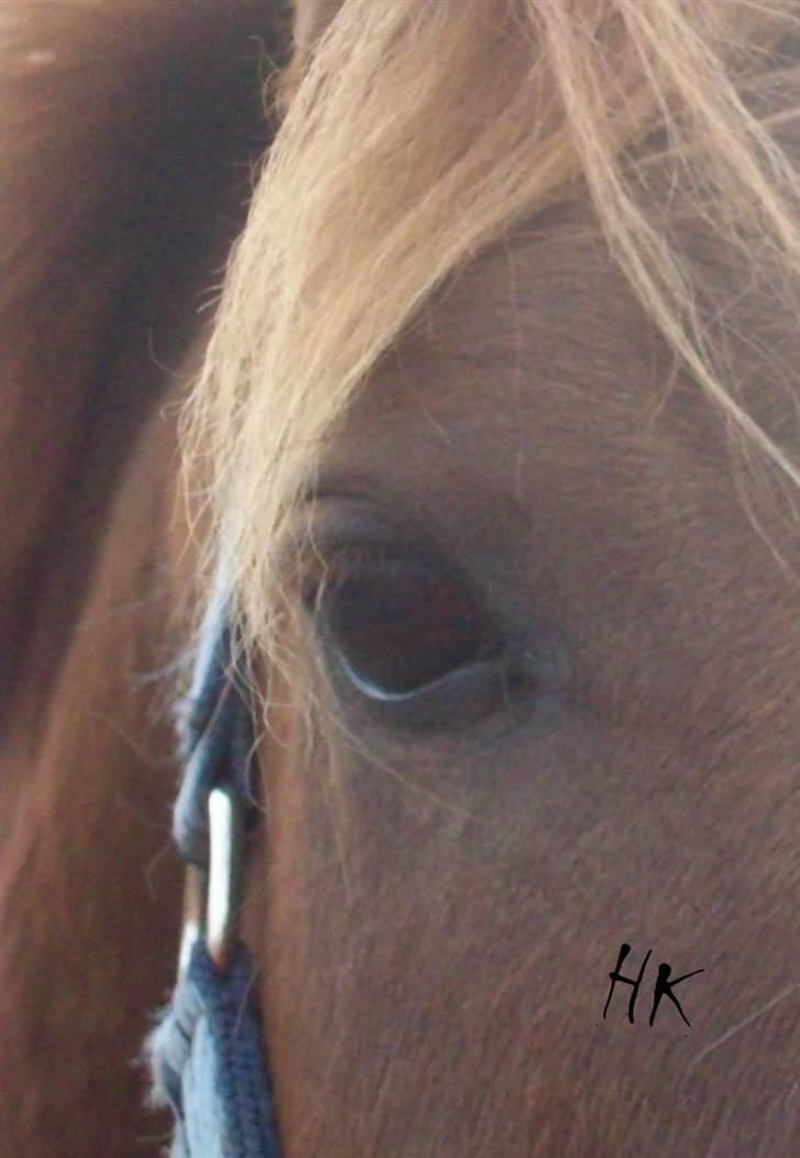 Dressurundervisning - Ridning af Goldy- Foldbilleder- Uggerhalne rideklub.- billede 151