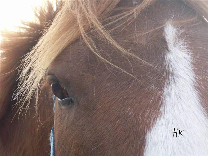 Dressurundervisning - Ridning af Goldy- Foldbilleder- Uggerhalne rideklub.- billede 153