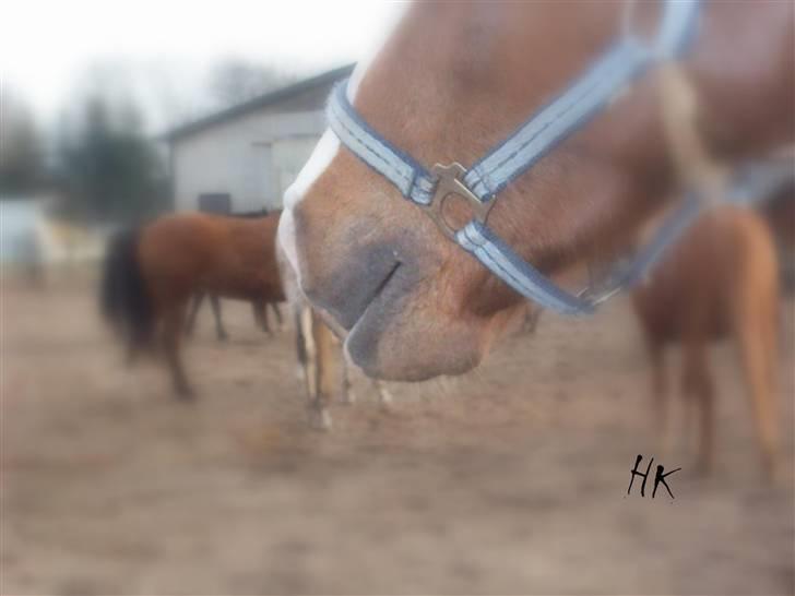 Dressurundervisning - Ridning af Goldy- Foldbilleder- Uggerhalne rideklub.- billede 154