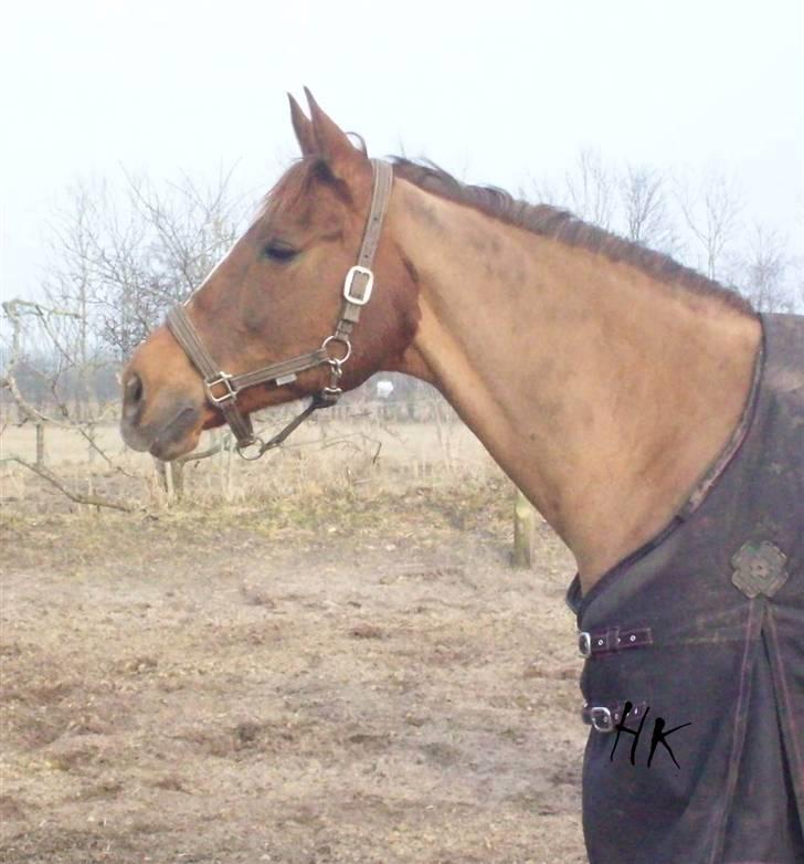 Dressurundervisning - Ridning af Goldy- Foldbilleder- Uggerhalne rideklub.- billede 155