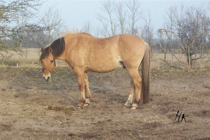 Dressurundervisning - Ridning af Goldy- Foldbilleder- Uggerhalne rideklub.- billede 156