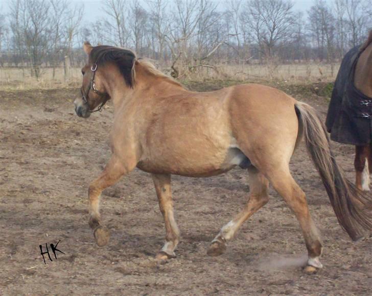 Dressurundervisning - Ridning af Goldy- Foldbilleder- Uggerhalne rideklub.- billede 157