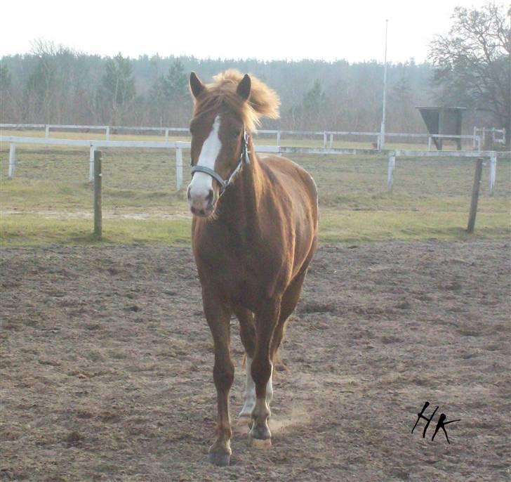 Dressurundervisning - Ridning af Goldy- Foldbilleder- Uggerhalne rideklub.- billede 158