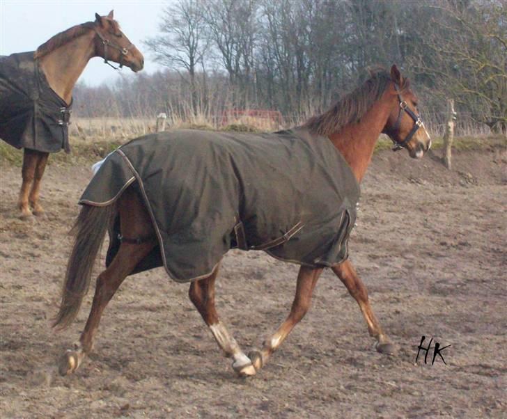 Dressurundervisning - Ridning af Goldy- Foldbilleder- Uggerhalne rideklub.- billede 159