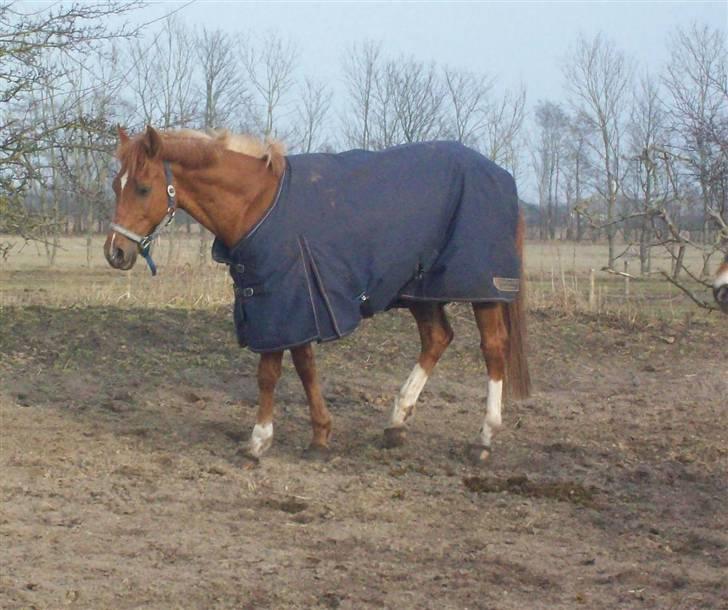 Dressurundervisning - Ridning af Goldy- Foldbilleder- Uggerhalne rideklub.- billede 160