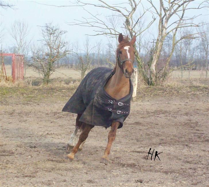 Dressurundervisning - Ridning af Goldy- Foldbilleder- Uggerhalne rideklub.- billede 161