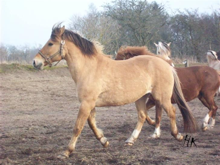 Dressurundervisning - Ridning af Goldy- Foldbilleder- Uggerhalne rideklub.- billede 162