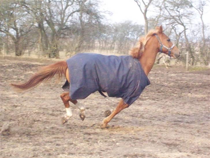 Dressurundervisning - Ridning af Goldy- Foldbilleder- Uggerhalne rideklub.- billede 164