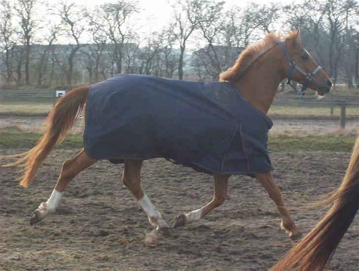 Dressurundervisning - Ridning af Goldy- Foldbilleder- Uggerhalne rideklub.- billede 165