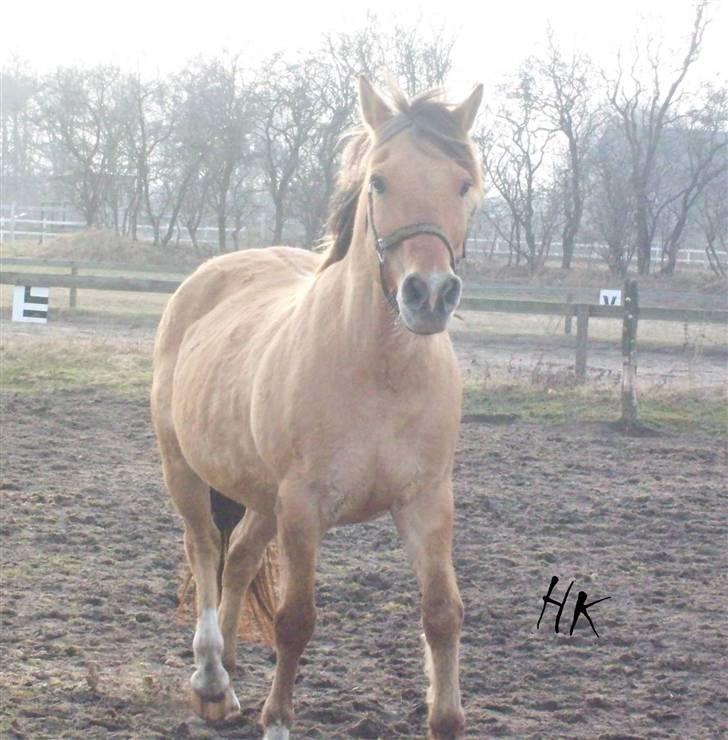 Dressurundervisning - Ridning af Goldy- Foldbilleder- Uggerhalne rideklub.- billede 166