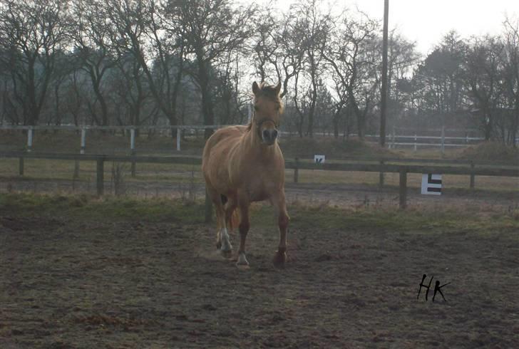 Dressurundervisning - Ridning af Goldy- Foldbilleder- Uggerhalne rideklub.- billede 167