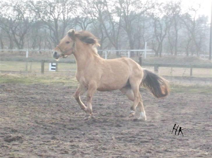 Dressurundervisning - Ridning af Goldy- Foldbilleder- Uggerhalne rideklub.- billede 168