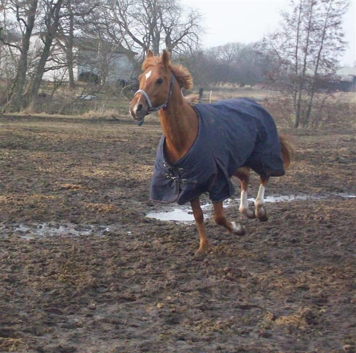 Dressurundervisning - Ridning af Goldy- Foldbilleder- Uggerhalne rideklub.- billede 169