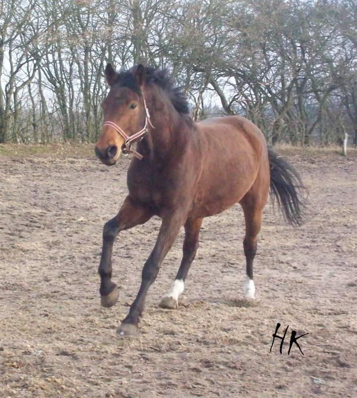 Dressurundervisning - Ridning af Goldy- Foldbilleder- Uggerhalne rideklub.- billede 170