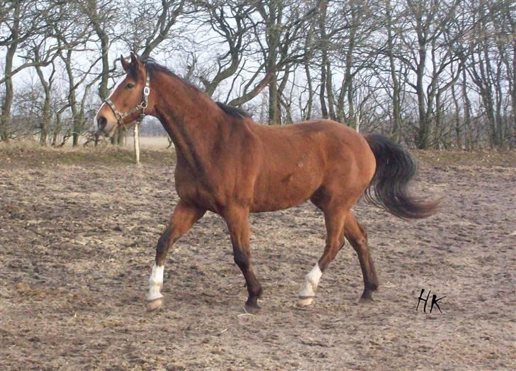 Dressurundervisning - Ridning af Goldy- Foldbilleder- Uggerhalne rideklub.- billede 171